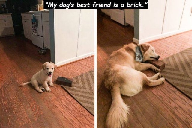 funnyanimals101_024