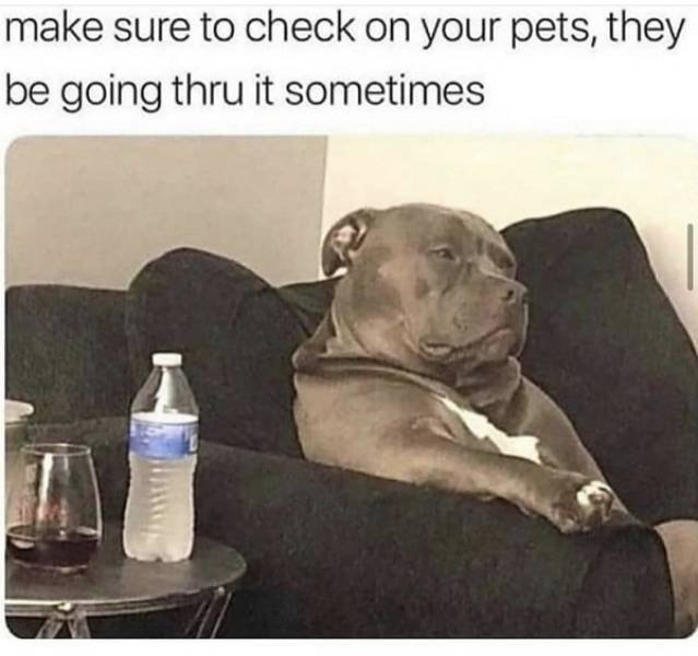funnyanimals103_017