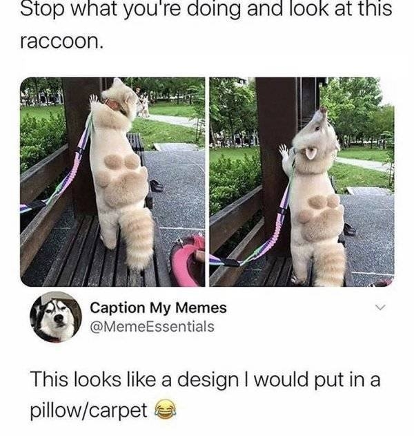 funnyanimals103_023