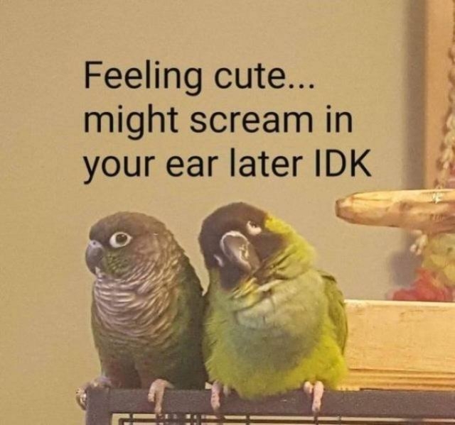 funnyanimals104_001