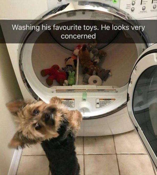 funnyanimals104_031
