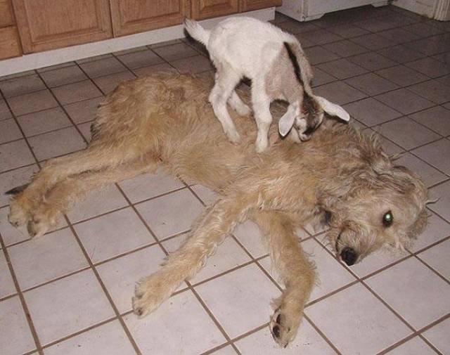 funnyanimals105_002