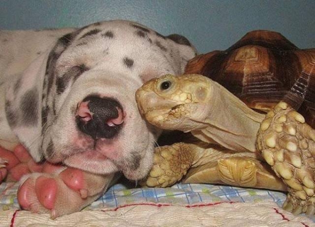 funnyanimals105_003