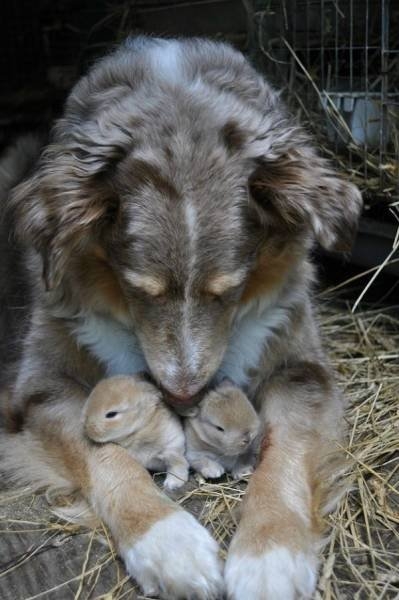 funnyanimals105_004