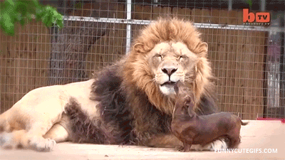 funnyanimals105_006
