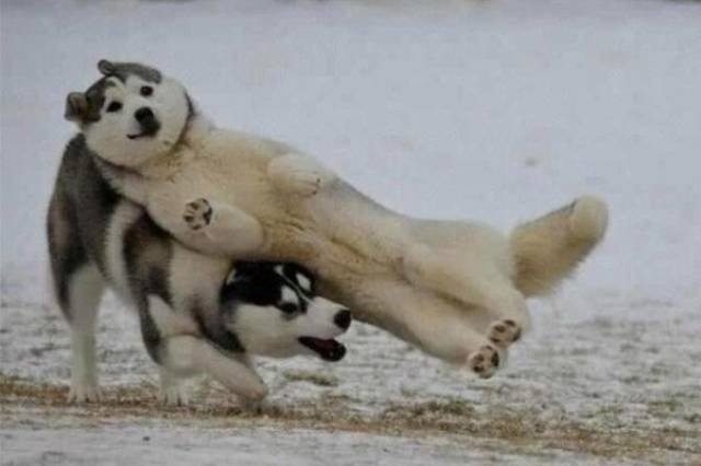 funnyanimals105_007