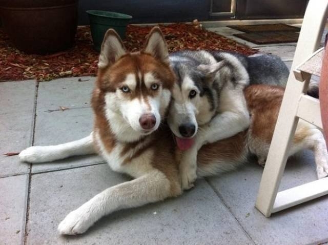 funnyanimals105_008
