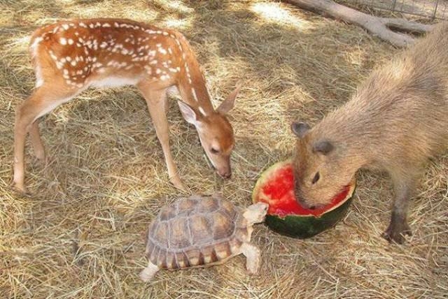 funnyanimals105_009
