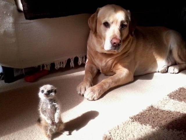 funnyanimals105_010