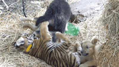 funnyanimals105_011
