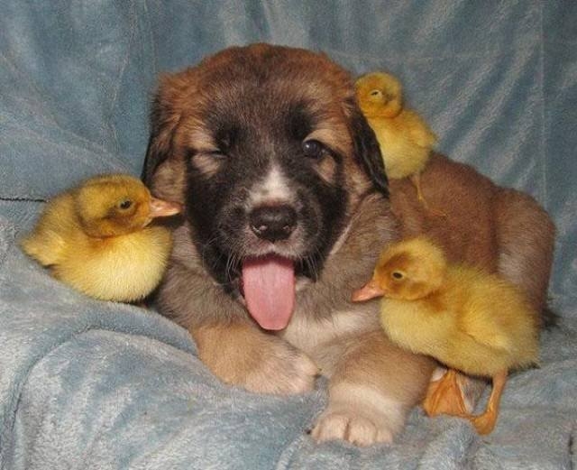 funnyanimals105_012