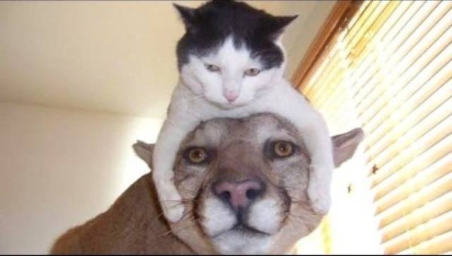 funnyanimals105_013