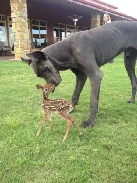 funnyanimals105_014