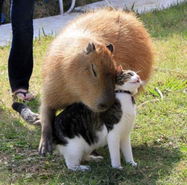 funnyanimals105_015