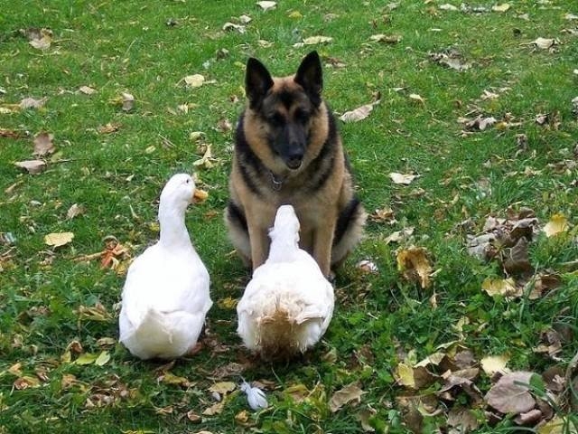 funnyanimals105_016