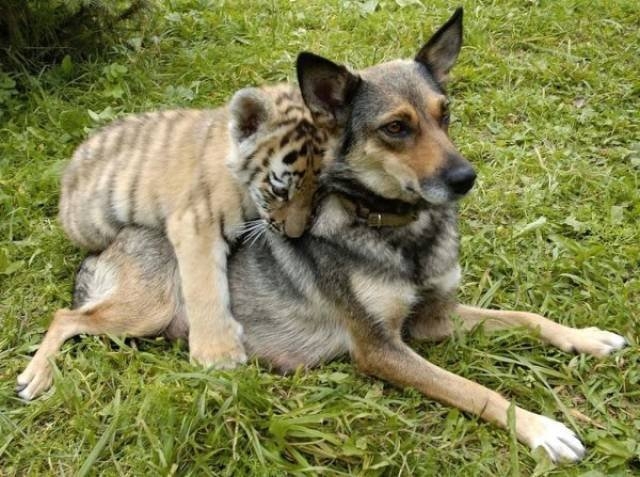funnyanimals105_017