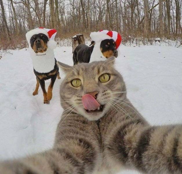 funnyanimals105_018