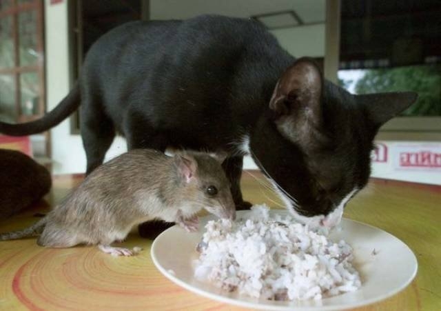 funnyanimals105_019