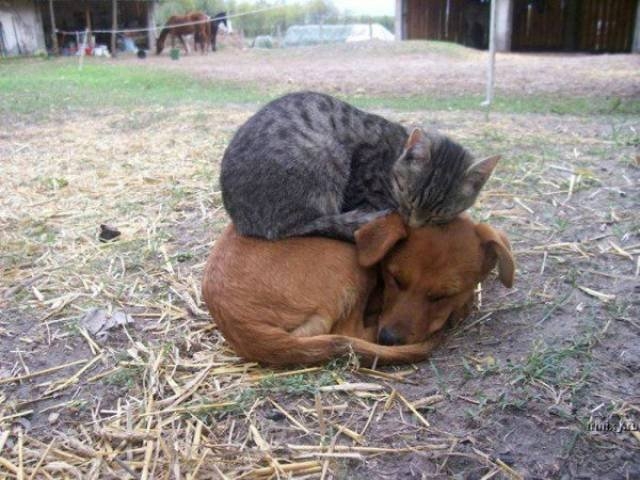 funnyanimals105_021