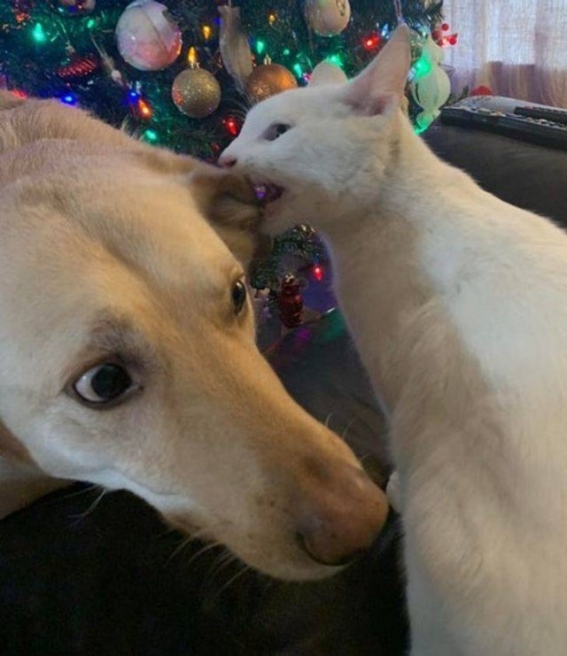 funnyanimals105_022