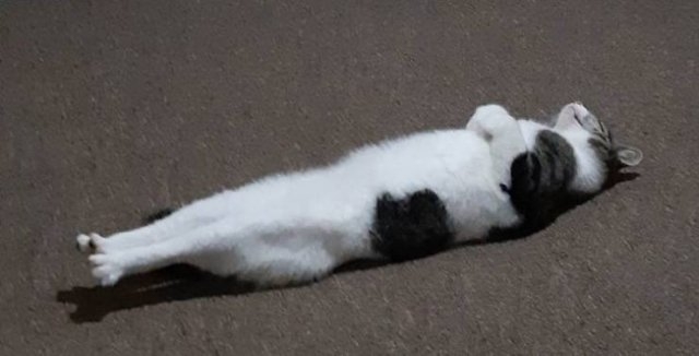 funnyanimals105_023