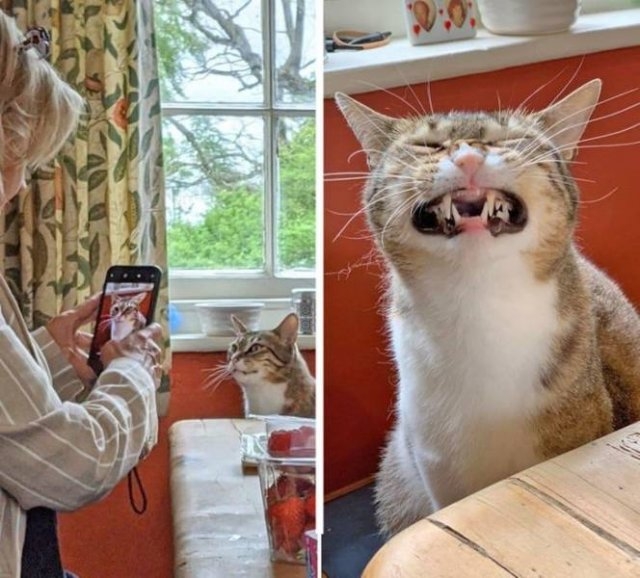 funnyanimals105_024