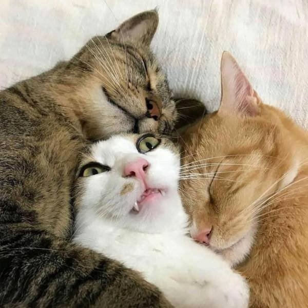 funnyanimals105_025