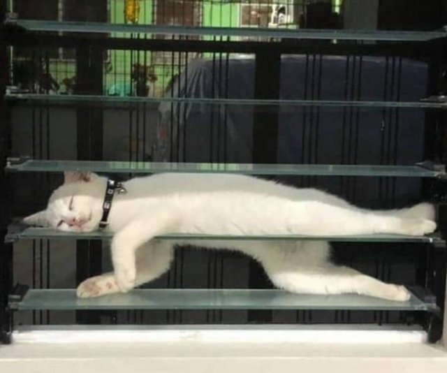 funnyanimals105_027