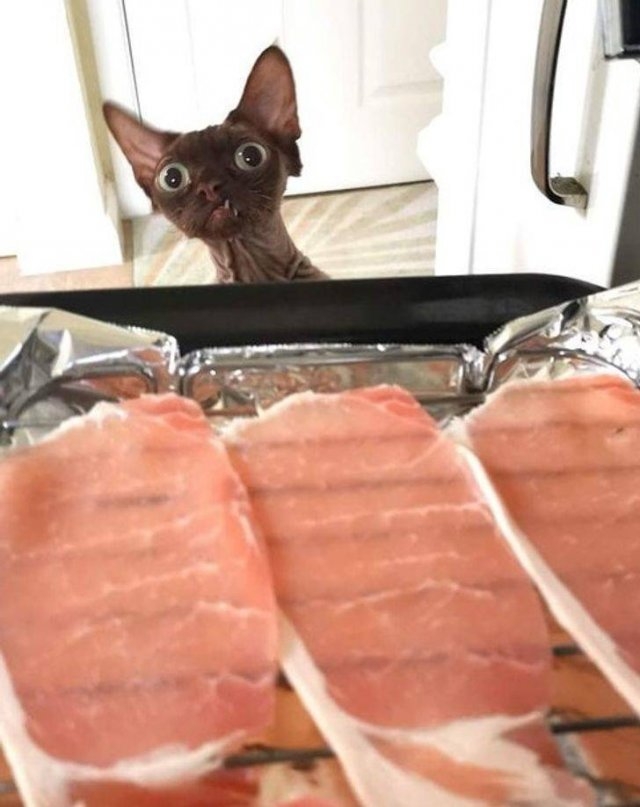 funnyanimals105_028
