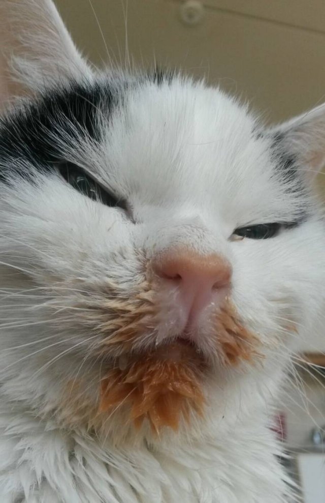 funnyanimals105_029