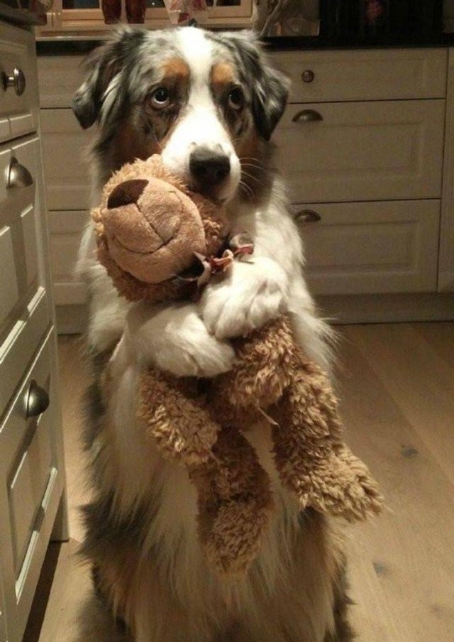 funnyanimals105_030