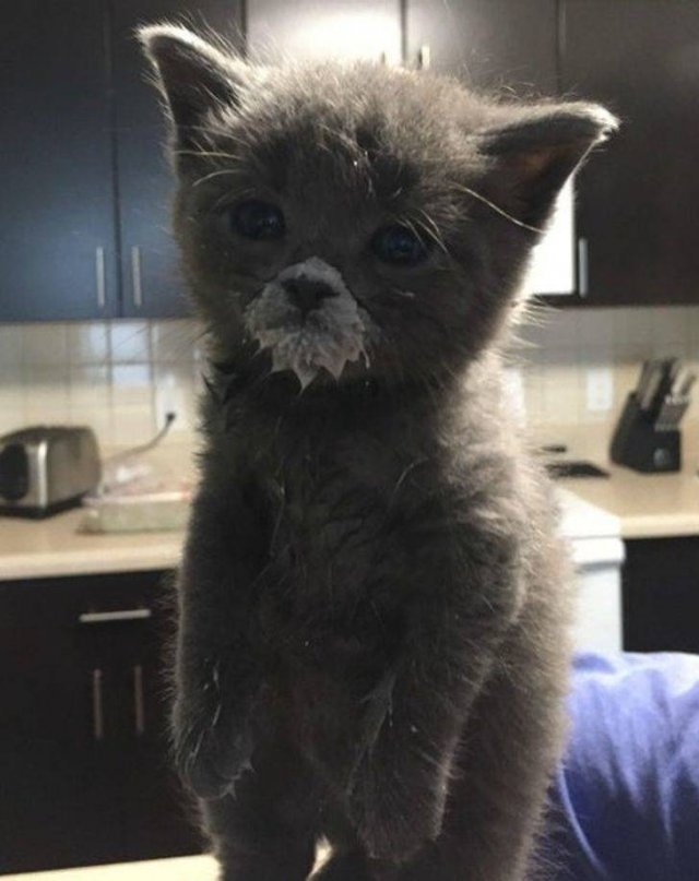 funnyanimals105_031