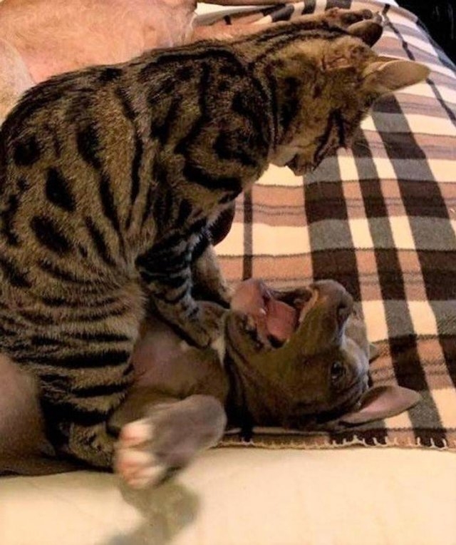 funnyanimals105_033