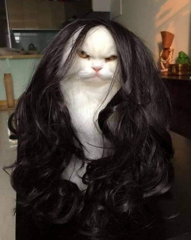 funnyanimals105_034