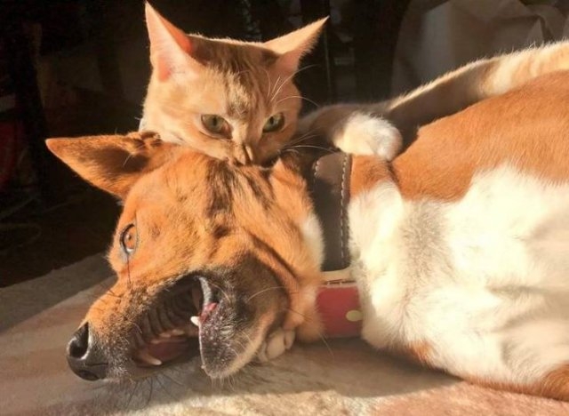 funnyanimals105_035