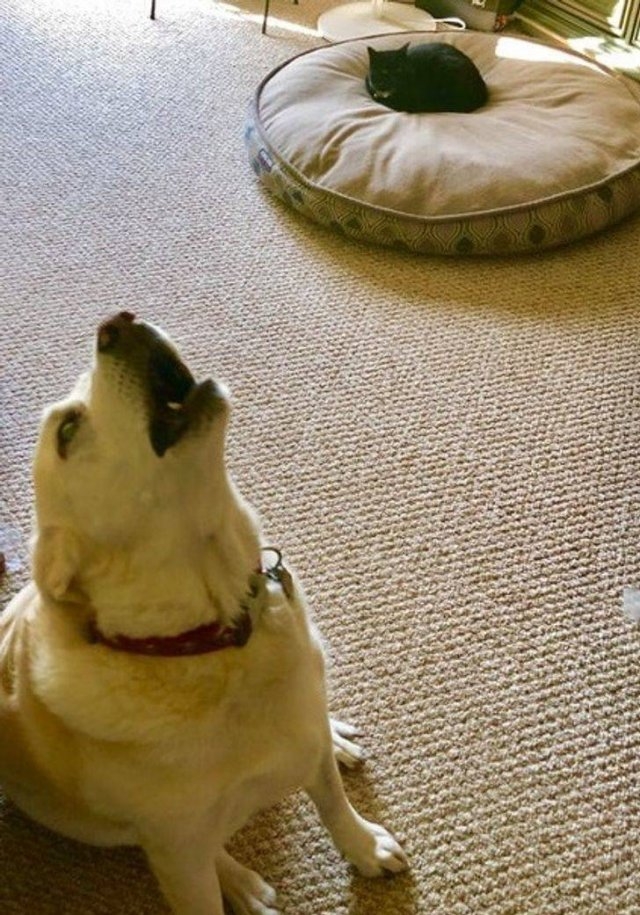 funnyanimals105_036