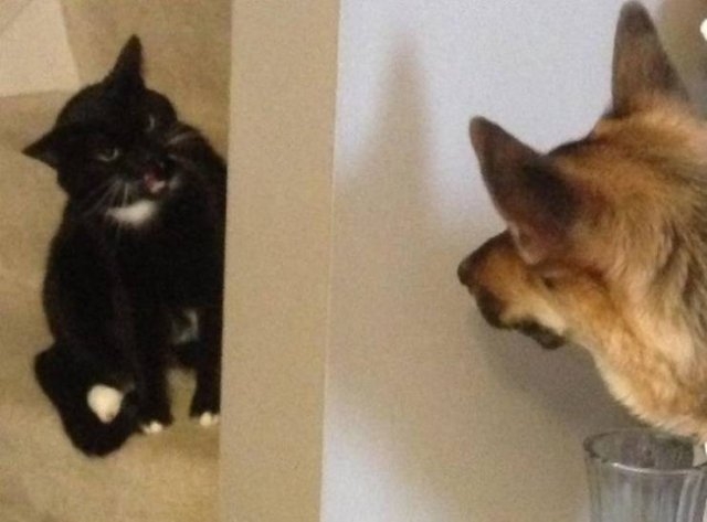 funnyanimals105_037