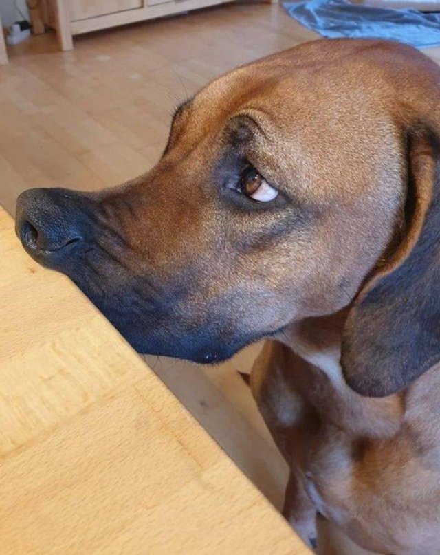 funnyanimals105_038