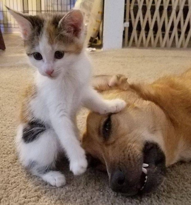 funnyanimals105_039