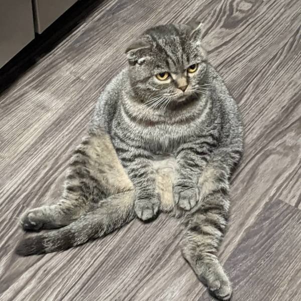 funnyanimals105_040