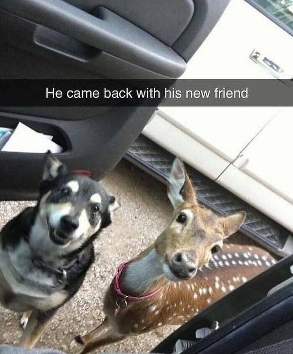 funnyanimals97_023
