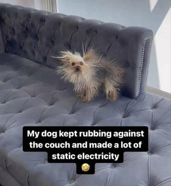 funnyanimals97_033
