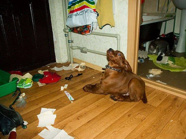 randompics994_061
