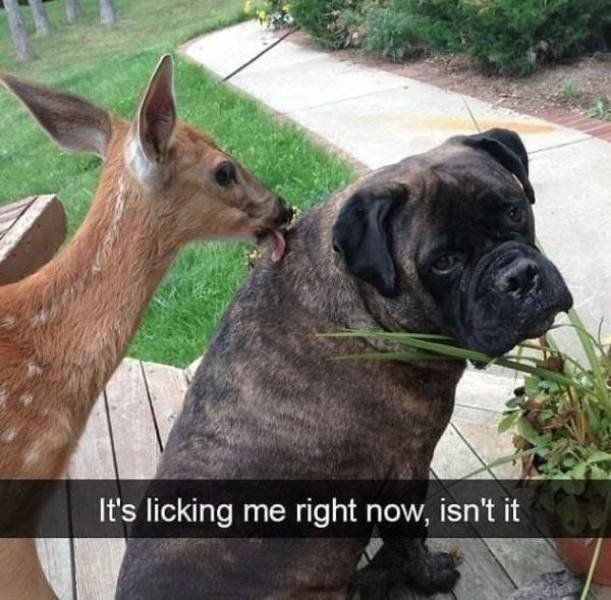 funnyanimals109_032