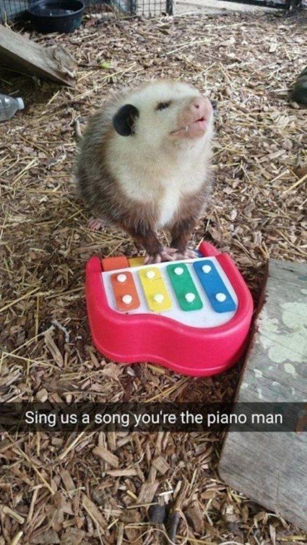 funnyanimals110_014