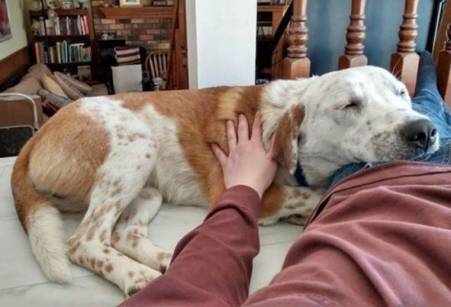 funnyanimals111_001