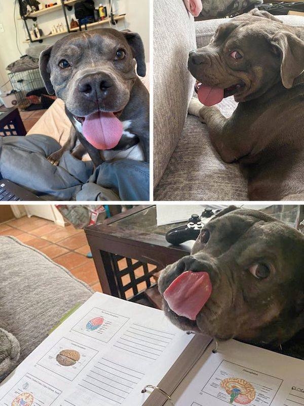 funnyanimals111_002