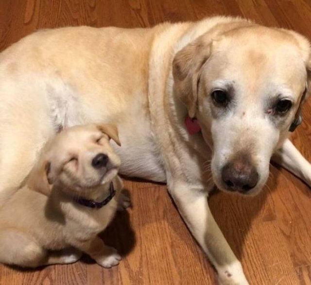 funnyanimals111_005