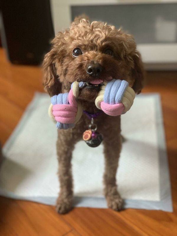 funnyanimals111_006