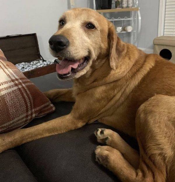 funnyanimals111_008